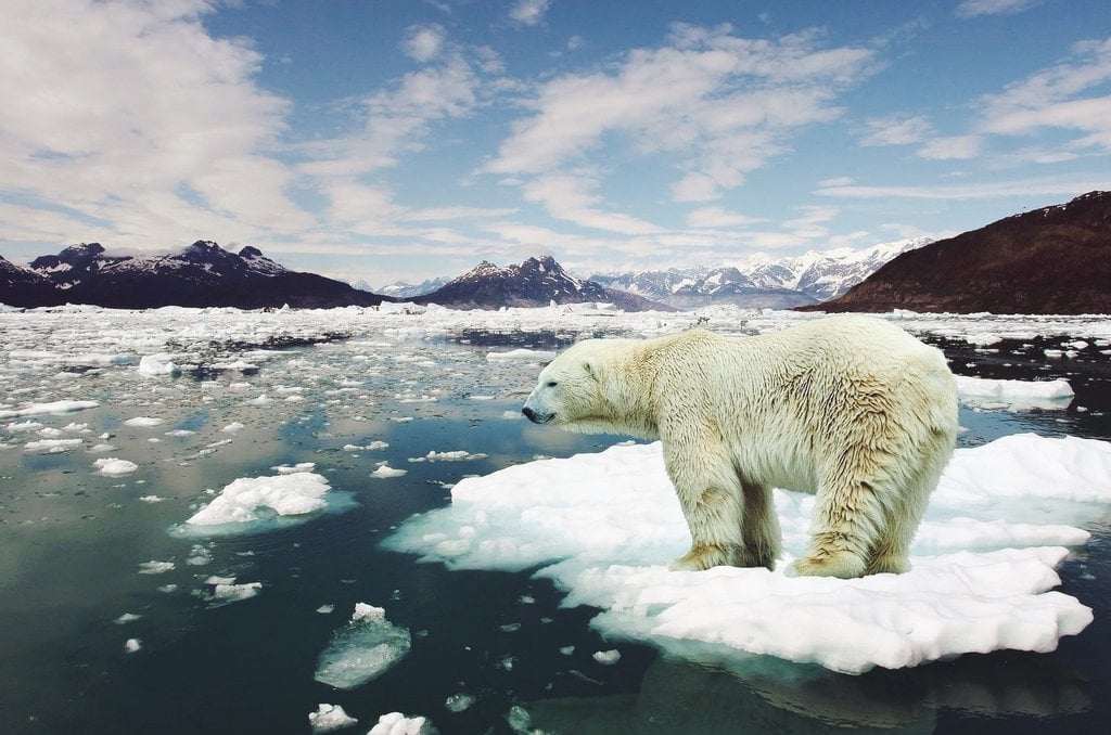 crises climática e da biodiversidade devem ser combatidas juntas