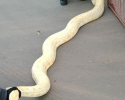 Cobra píton albina de mais de 2m é capturada dentro de casa em Goiás