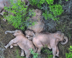 Elefantes tiram soneca enquanto fazem travessia rumo ao Norte da China