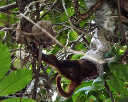 Jiboia amarela ataca e devora macaco adulto inteiro na Amazônia; vídeo