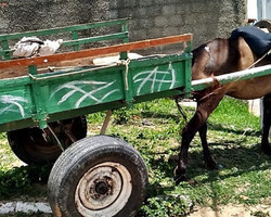 Quadrilha é presa por roubar carro de blogueira usando carroça no Piauí