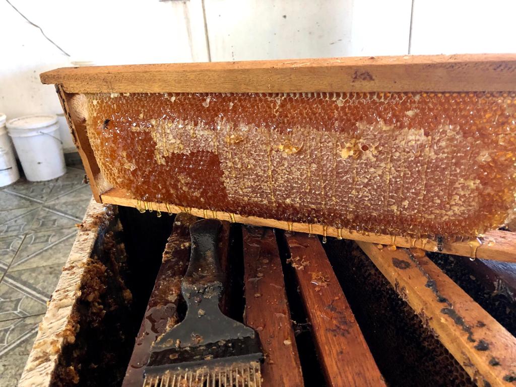 Só em 2021, apiário de Rafael rendeu mais de 700 quilos de mel. Foto: Arquivo Pessoal