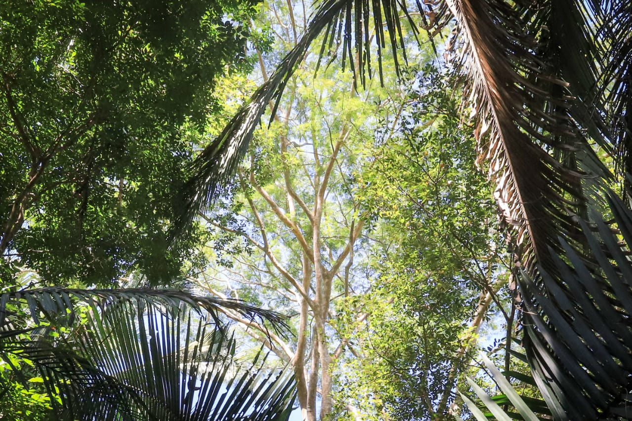 Floresta petrificada localizada em Altos (Foto: Moura Alves)