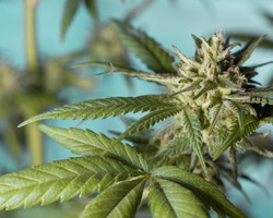 Comissão da Câmara aprova projeto que autoriza plantio de Cannabis