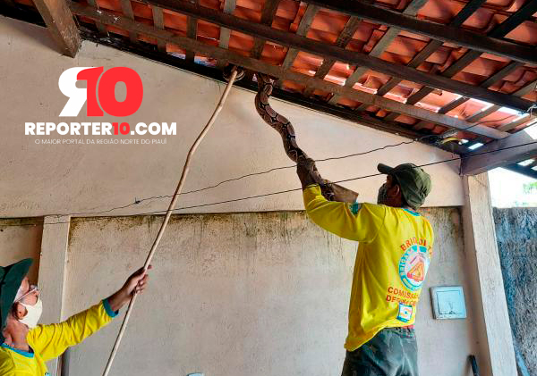 Jiboia aparece em telhado no Piau e bombeiros a capturam - Foto: Reprter10