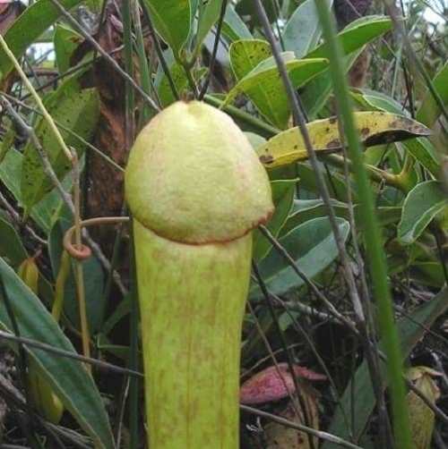 “Plantapênis” carnívora do Camboja pode crescer até 30 cm