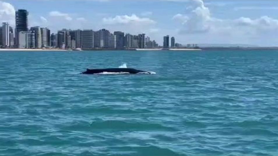 Aparição da jubarte é rara nas praias de Fortaleza (Foto: Reprodução)