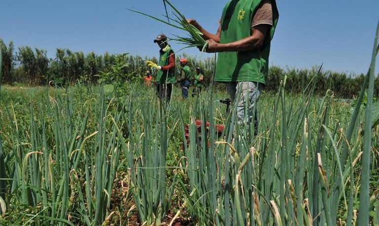 Programa beneficia pequenos agricultores (Divulgação)