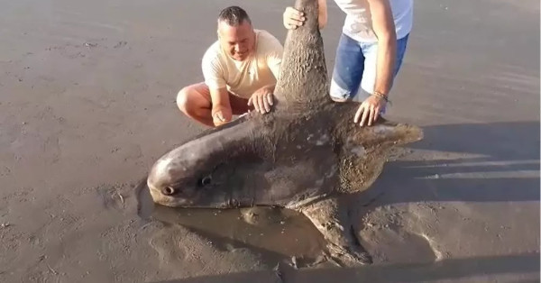 Peixe raro em forma de disco é morre encalhado em praia no ...