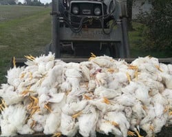 Duas crianças de 10 e 12 anos são acusadas de matar 700 galinhas a pauladas