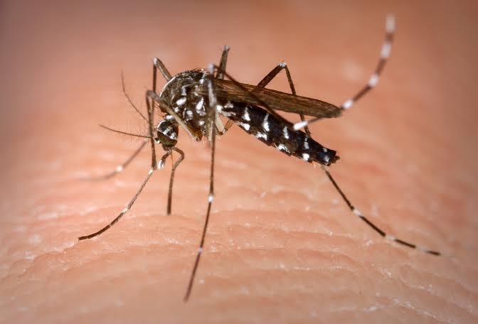 Até agora, foram notificados 1.581 casos de dengue em 84 municípios do Estado - Foto: Divulgação/Ascom