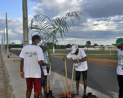Piripiri terá avenida arborizada com palmeiras imperiais e iluminação solar