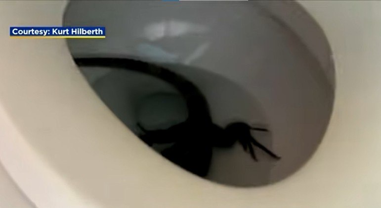 Animal ficou alojado por dias no vaso sanitário. (Foto: REPRODUÇÃO-KURT HILBERTH - VIA CBS MIAMI-YOUTUBE)