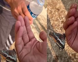 Vídeo: Borboleta bebe água na mão de voluntário após fugir de incêndio