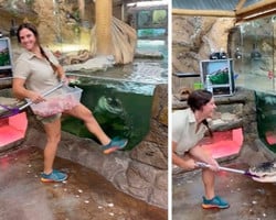 Jacaré gigante salta de tanque e surpreende tratadora em zoológico; vídeo