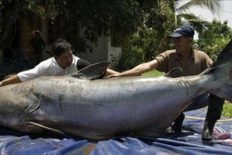 Conheça os animais gigantescos que realmente