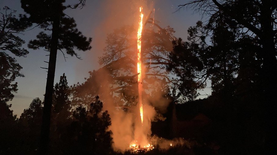 Fogo consumiu o pinheiro antes da chegada dos bombeiros. (Foto: Reprodução / Twitter / @mtbogan)