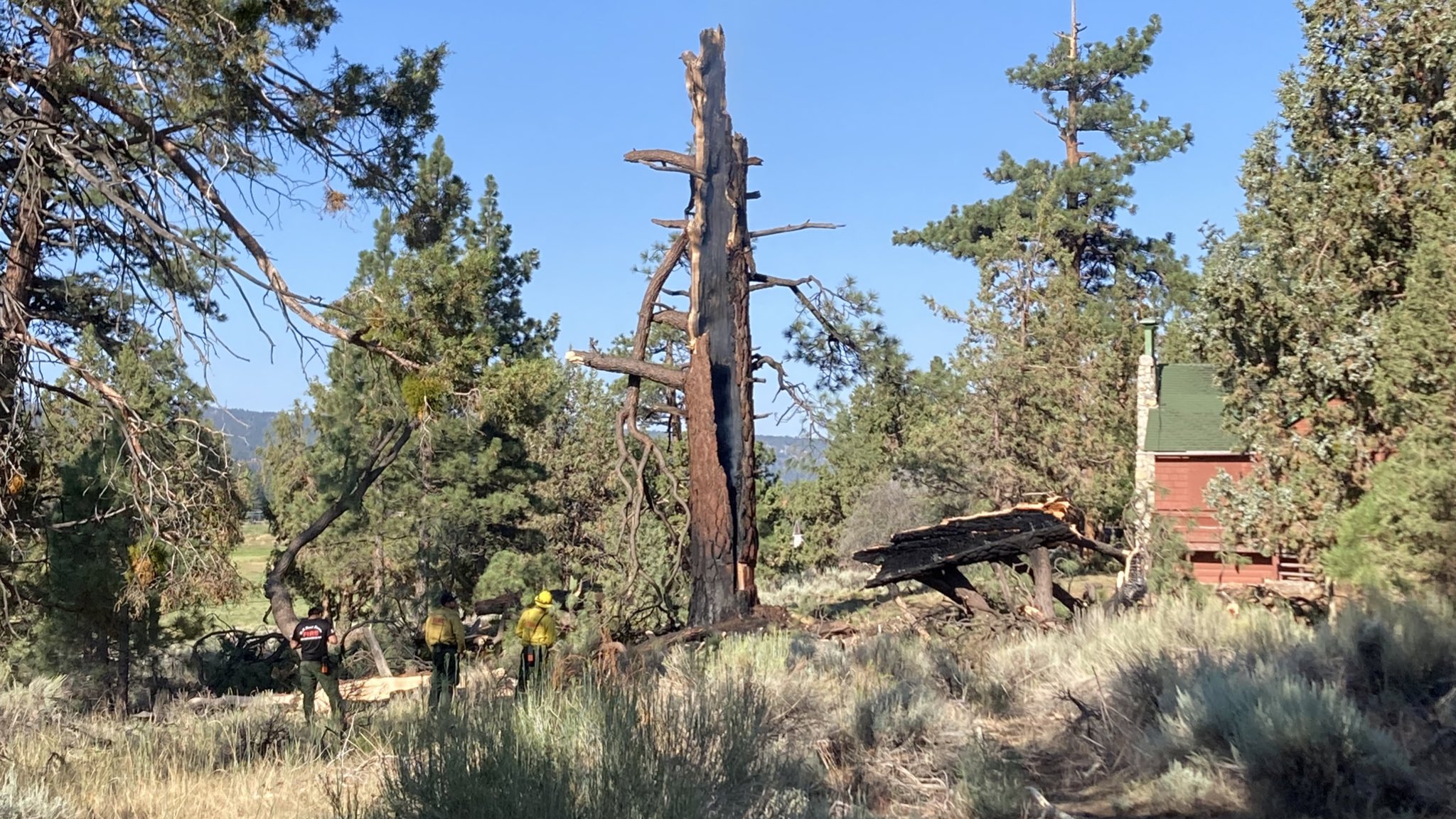 Veja como ficou a árvore logo após o fogo. (Foto:  reprodução / Twitter )