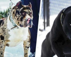 Descubra as 15 raças de cachorros mais perigosos do mundo