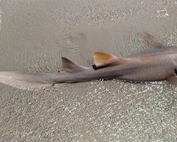 Dois tubarões são encontrados em menos de 24 horas em Luís Correia