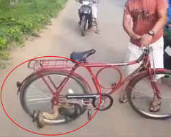 Cobra sucuri pega carona em bicicleta e assusta ciclista em Roraima; vídeo
