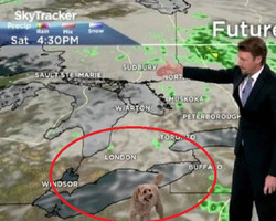 Meteorologista ganha a inesperada companhia de cão ao anunciar a previsão 