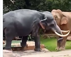 Vídeo: elefante em dia de fúria ataca estátua igual a si mesmo na Tailândia