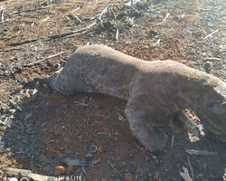 Fotos de animais mortos em incêndio não foram feitas em São Raimundo Nonato