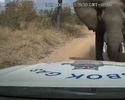 Elefante esmaga capô de picape e mostra força impressionante; assista vídeo