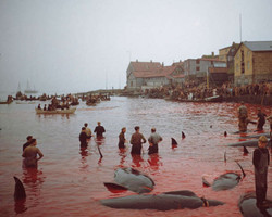 Europa: banho de sangue mata 1.400 golfinhos em único dia e gera revolta