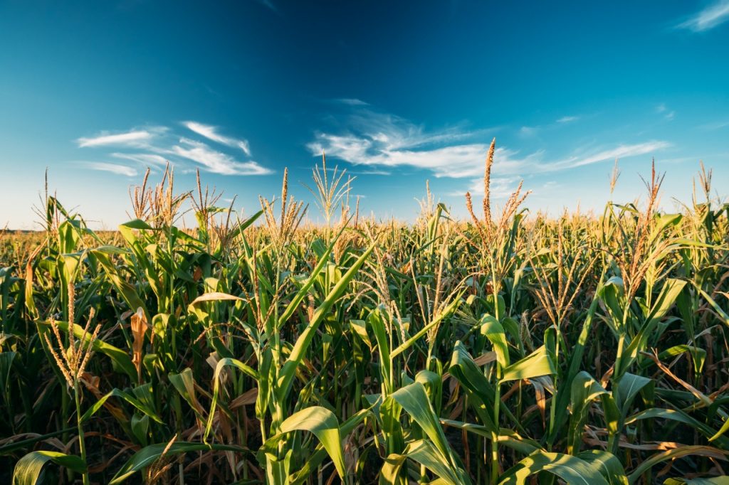 Piauí se destaca no plantio do milho (Foto: TMF Fertilizantes)