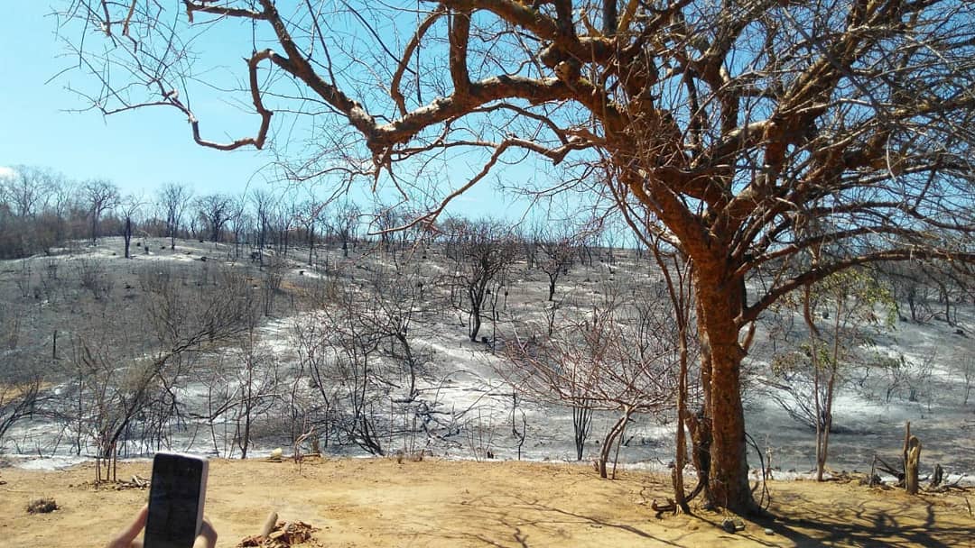 Piauí registrou mais de 8 mil queimadas desde o início do ano, diz Inpe (Foto: Divulgação)