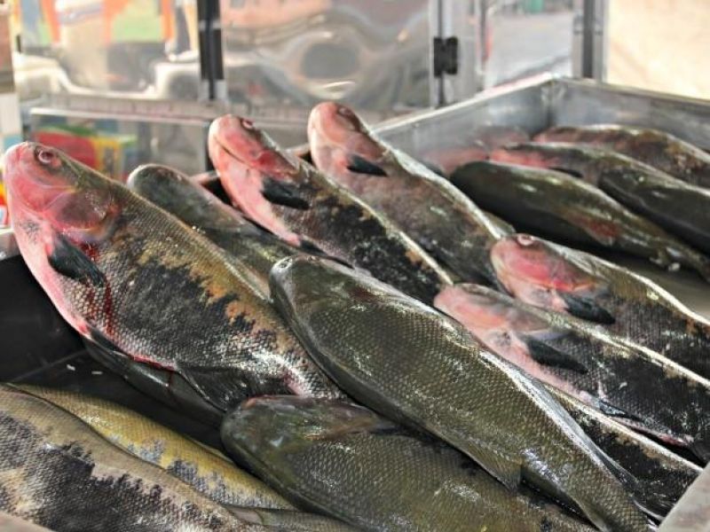 Contaminação se dá por meio de toxina encontrada em peixes 