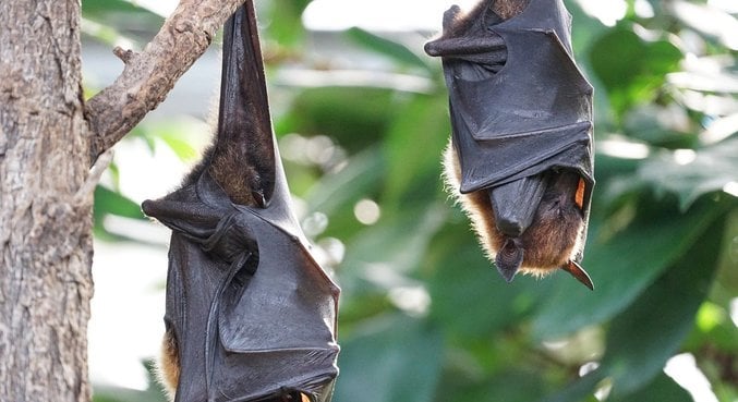 Morcegos estão sendo estudados por cientistas. (Foto: Pixabay)