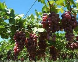 Piauí registra crescimento de 400% na produção de uva
