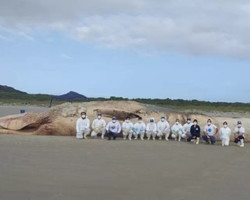 Baleia de 20 metros e de espécie ameaçada é encontrada morta na Ilha do Mel
