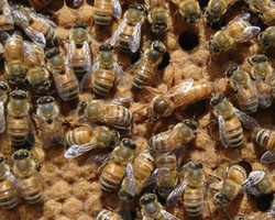Inusitado: bandidos furtam abelhas em sítio no interior do Paraná