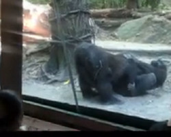 Vídeo: macacos praticam sexo oral na frente de crianças em zoológico 