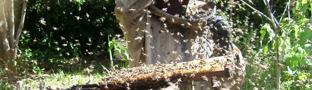 Produção de mel na Casa Apis (Divulgação)