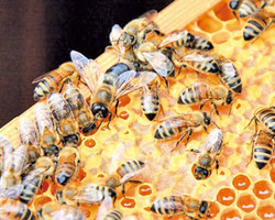 Piauí se torna o maior exportador de mel em 2021
