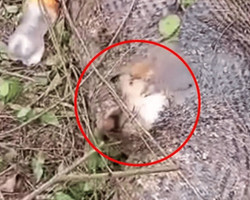Vídeo impressionante mostra cobra “explodindo” depois de comer uma vaca