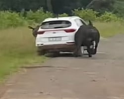 Vídeo mostra búfalos atacando brutalmente veículo em estrada; assista 