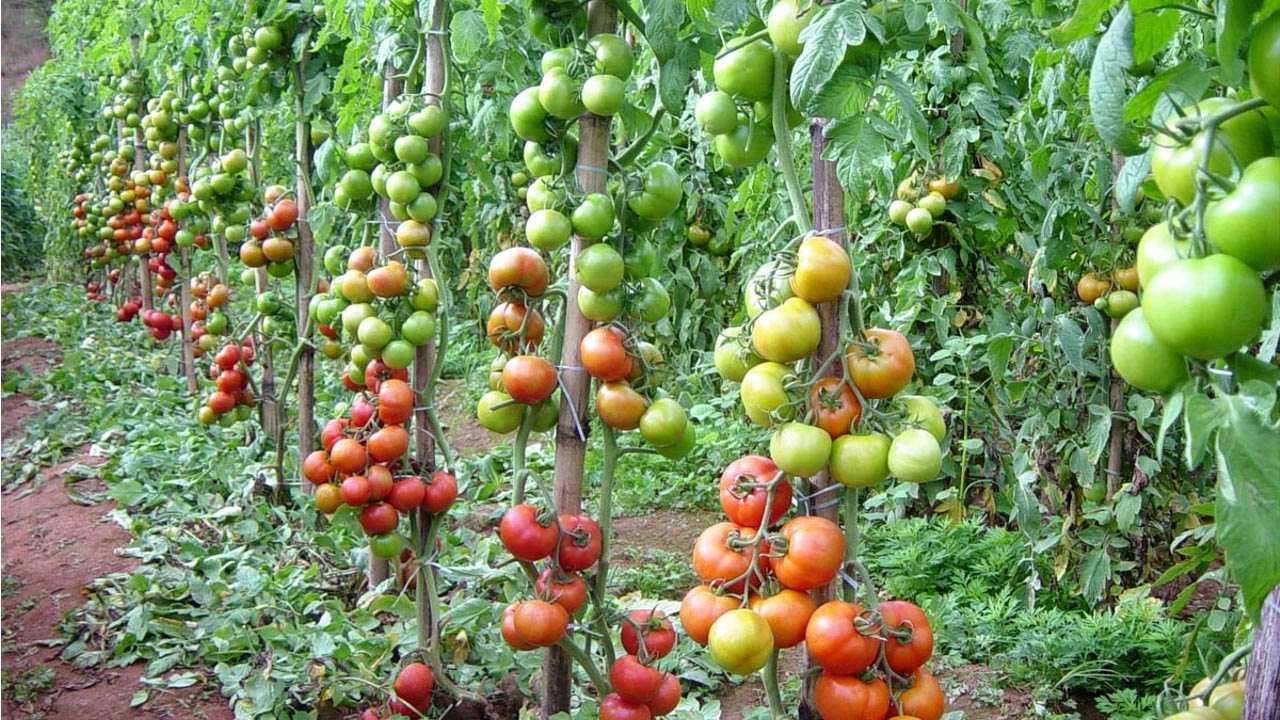 Enquanto o tomate deve ter rendimento apenas 0,92% superior ao previsto em janeiro, a cana-de-açúcar deve ter aumento de 7,17% - Foto: Reprodução/YouTube