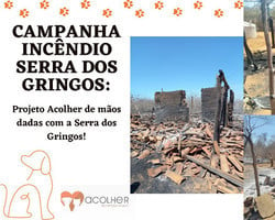 Serra da Capivara: Campanha arrecada doações para afetados pelos incêndios