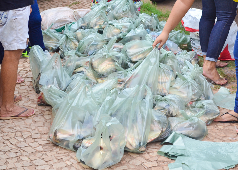 Prefeitura Municipal realiza entrega de 2 toneladas de peixes - Imagem 7