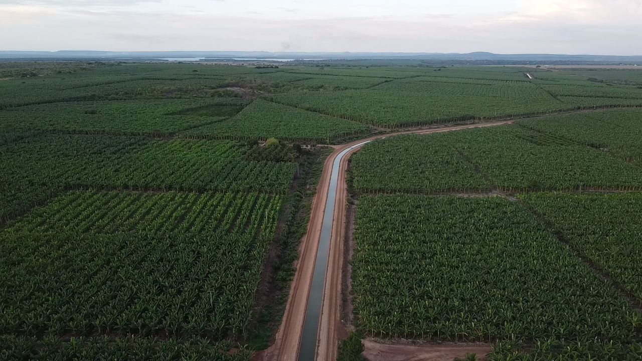 Produçção de banana é destaque em Guadalupe (Divulgação)