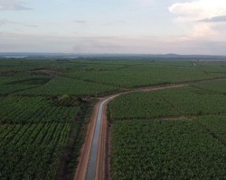 Piauí:  Guadalupe se destaca na produção de banana e inicia cultivo de uva