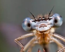 Surpreendente; Os insetos também podem sentir felicidade e depressão