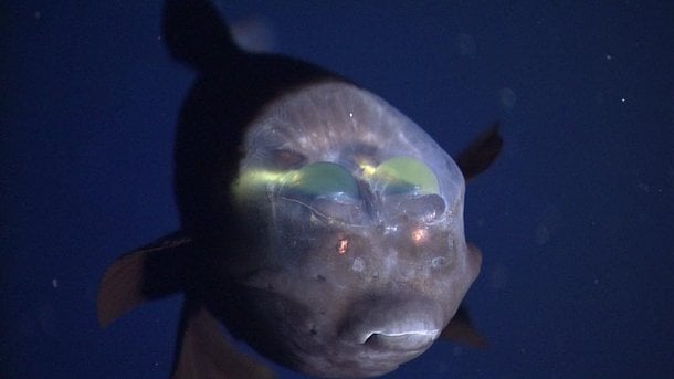Peixe-olhos-de-barril, ser com cabeça transparente (Foto: Reprodução)