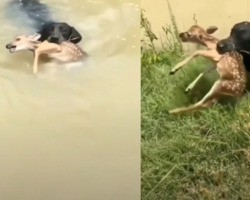 Cachorro salva filhote de cervo que estava preso em rio; veja vídeo